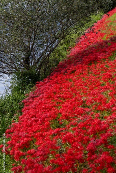 Obraz 岐阜県津屋川の河川敷を真っ赤に染める彼岸花群生と川の風景


