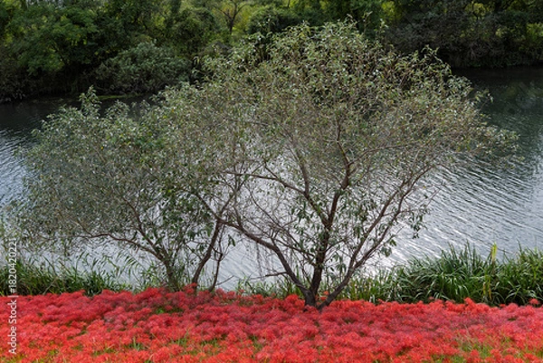 Obraz 川沿いに咲き誇る赤い彼岸花の群生と秋の自然風景