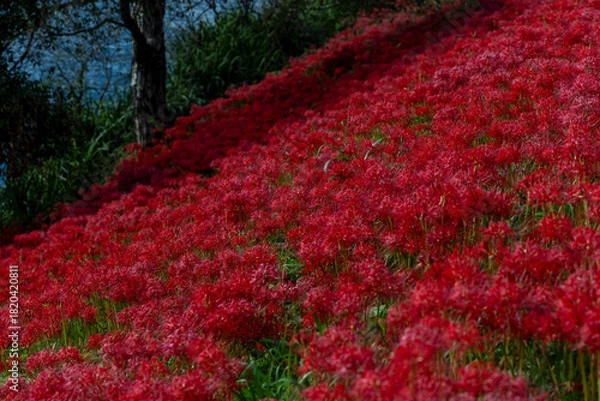 Obraz 川沿いに咲き誇る赤い彼岸花の群生と秋の自然風景