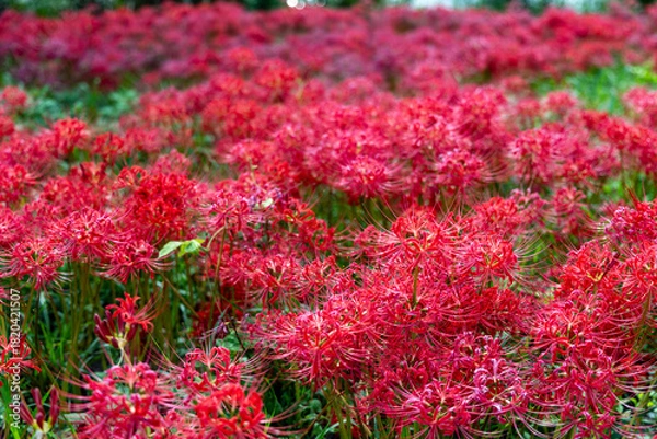 Obraz 岐阜県津屋川の斜面を彩る真っ赤な彼岸花の群生・秋の花畑クローズアップ

