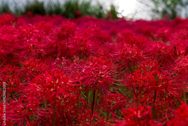Obraz 岐阜県津屋川の河川敷を真っ赤に染める彼岸花群生と川の風景

