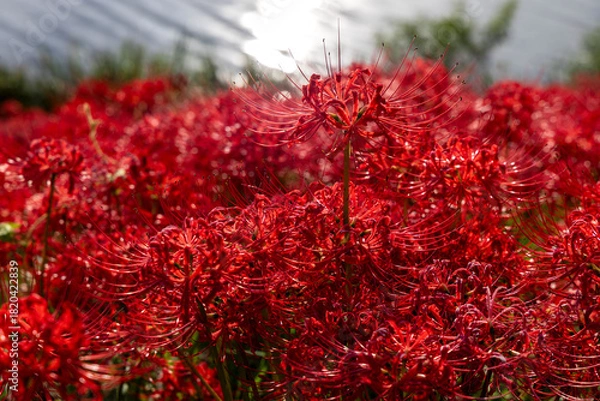 Obraz 秋に咲き広がる真っ赤な彼岸花の群生と美しいボケ背景