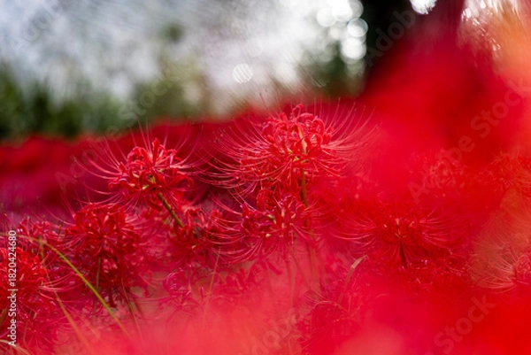 Obraz 川辺の木陰に広がる真っ赤な彼岸花の群生と秋の風景
