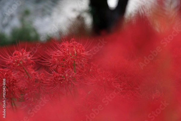 Obraz 川辺の木陰に広がる真っ赤な彼岸花の群生と秋の風景