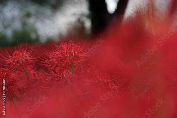 Obraz 川辺の木陰に広がる真っ赤な彼岸花の群生と秋の風景