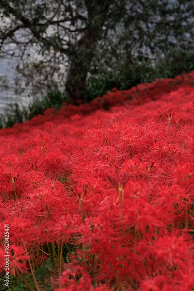 Obraz 川辺の木陰に広がる真っ赤な彼岸花の群生と秋の風景