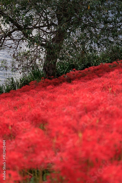 Obraz 川辺の木陰に広がる真っ赤な彼岸花の群生と秋の風景