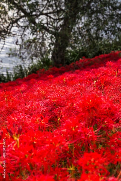 Obraz 川辺の木陰に広がる真っ赤な彼岸花の群生と秋の風景