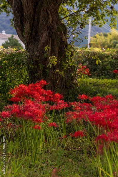 Obraz 秋の公園で咲き誇る真紅の彼岸花と大木の風景