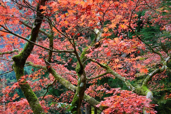 Fototapeta 日本庭園の楓