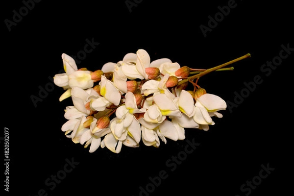 Obraz spring flowers isolated on black background