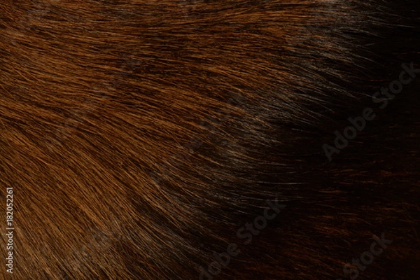 Obraz Red wool cat background. Pet is loved