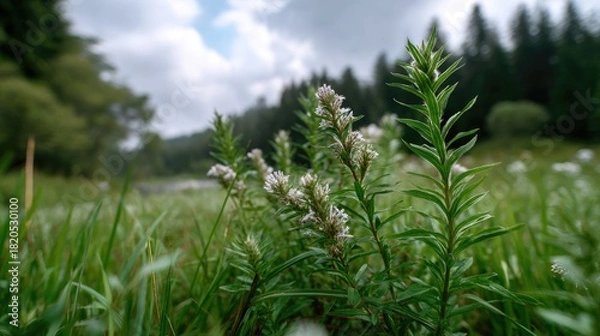 Fototapeta Close-Up of Delicate Green Grass and Flowers in Lush Meadow Under a Cloudy Sky