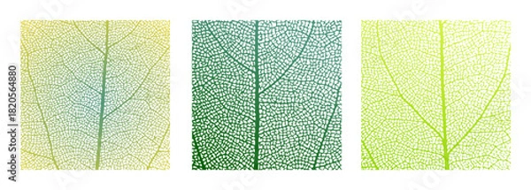 Fototapeta Leaf vein cell skeleton texture abstract background set with close up plant leaf cells structure pattern vector illustration. Macro leaf vein skeleton organic lattice natural foliage texture.