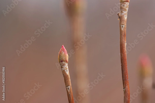 Fototapeta ドウダンツツジの冬芽と葉痕（葉の落ちた痕）　人の顔にも見える