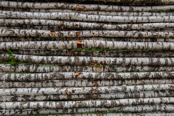 Fototapeta Stack of Birch Logs in Rustic Outdoor Wall Nature Texture Background