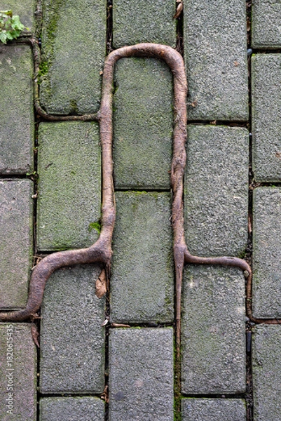 Obraz Unique root formation on cobblestone street