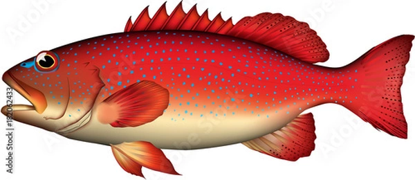 Obraz スジアラ　(ベクター)