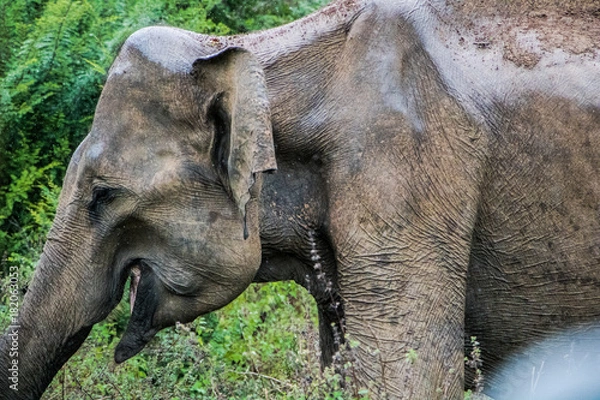 Obraz Laughing elephant