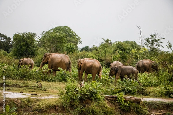 Obraz Follow the leader 