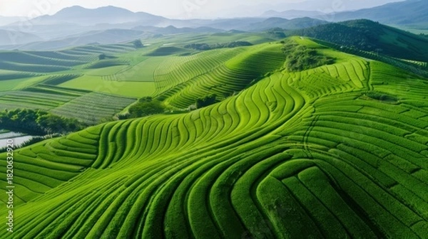 Obraz Aerial Top Down Drone View of Sustainable Contour Farming Layout with Geometric Green Crop Patterns illustrating Agricultural Land Management and Texture