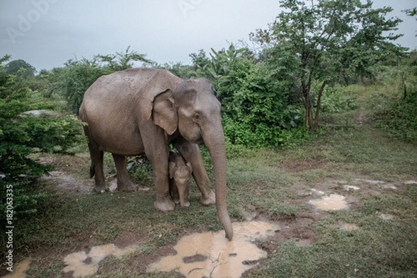Obraz Keeping a close eye