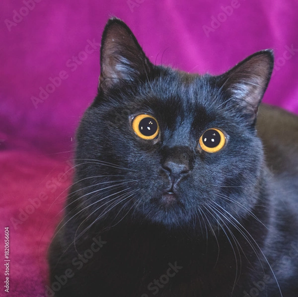 Fototapeta Portrait of a cute black cat lying on a sofa on a purple blanket