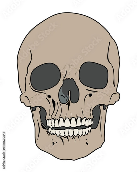 Obraz  Illustration of a human skull with simplified anatomical details on a black background, clean lines and high-contrast style
