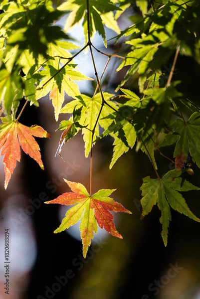 Obraz 色づきはじめの紅葉