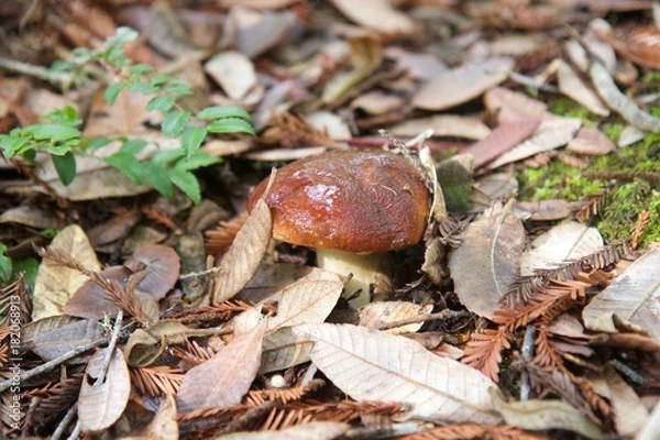 Obraz Salt Point State Park is a state park in California  is covered in forests of redwood, tanoak, pine and fir, wild mushrooms, boletes - known as king boletes. 