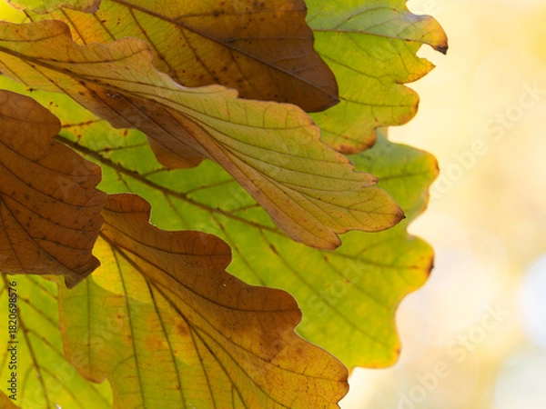 Obraz 秋の陽に透けるカシワの葉