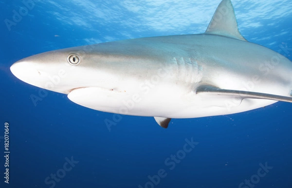 Obraz Silky Shark (Florida)