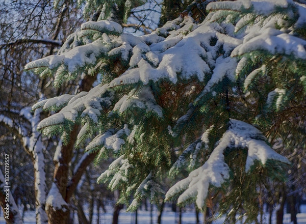 Obraz snow covered pine tree