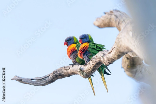 Obraz parrot rainbow