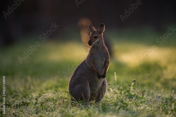 Fototapeta kangaroo australia