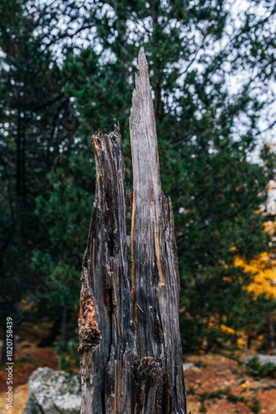 Obraz Sharp Splintered Remains of Old Weathered Tree Trunk in a Forest in Autumn
