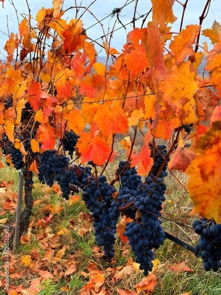 Obraz Vines with autumn leaves