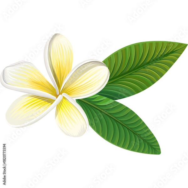 Fototapeta Isolated white plumeria flower with green leaves on transparent background isolated floral design element