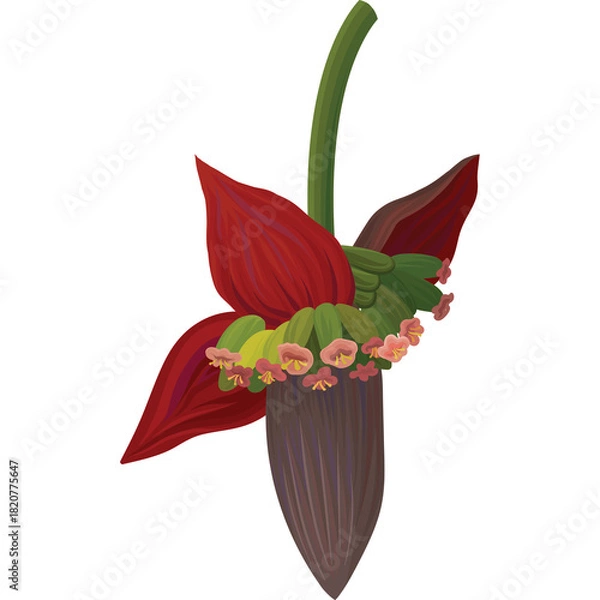 Fototapeta Isolated Banana Flower Bud With Developing Green Fruit Against A White Background And Detailed Petals