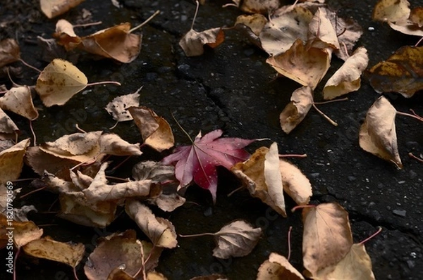 Obraz Dry autumn leaves