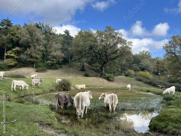Obraz Cows on a meadow