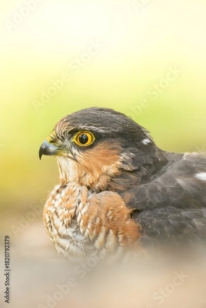 Obraz Red-tailed hawk