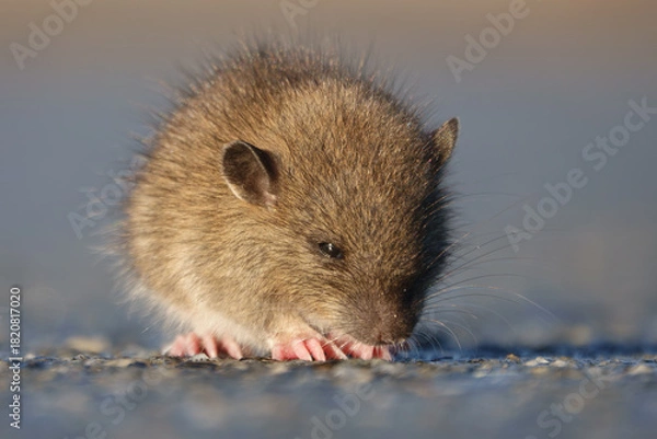 Obraz Brown rat (Rattus norvegicus) juvenile