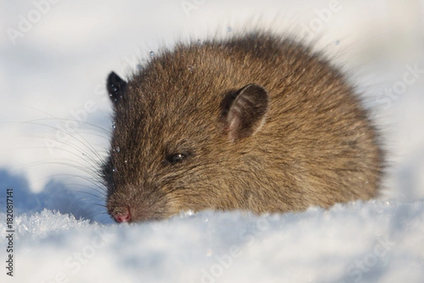Obraz Brown rat (Rattus norvegicus) juvenile