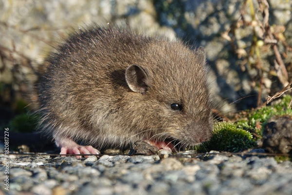 Obraz Brown rat (Rattus norvegicus) juvenile