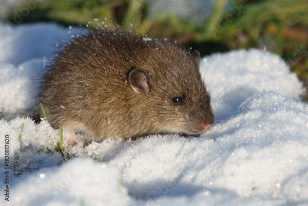 Obraz Brown rat (Rattus norvegicus) juvenile