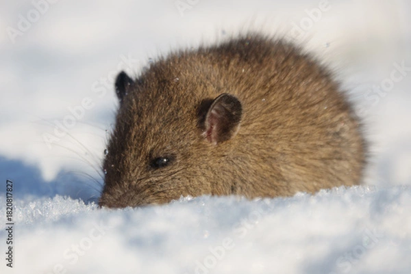 Obraz Brown rat (Rattus norvegicus) juvenile