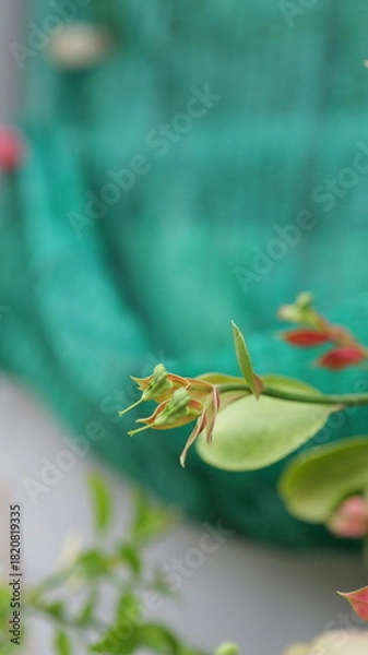 Fototapeta Close-Up View of Vibrant Green Succulent Plant with Pinkish Tips Against a Colorful Background