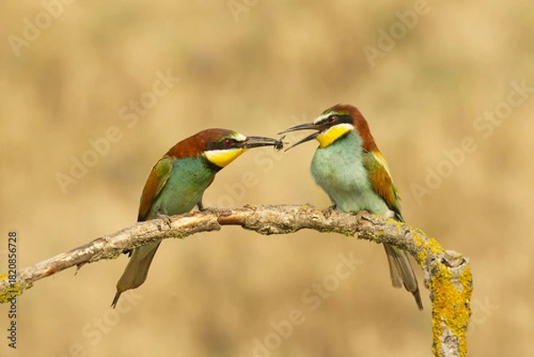 Obraz Bienenfresser (Merops apiaster)