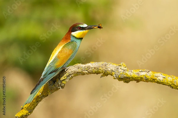 Obraz Bienenfresser (Merops apiaster)